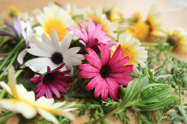 fleur cercke de femme petit